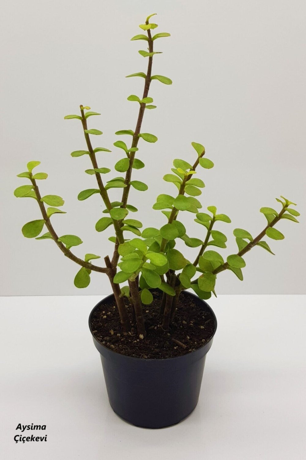 Bonsai Yeşim Ağacı Portulacaria Afra Sukulent 10cm Saksıda Uzunluk 30-35 Cm Arasıdır