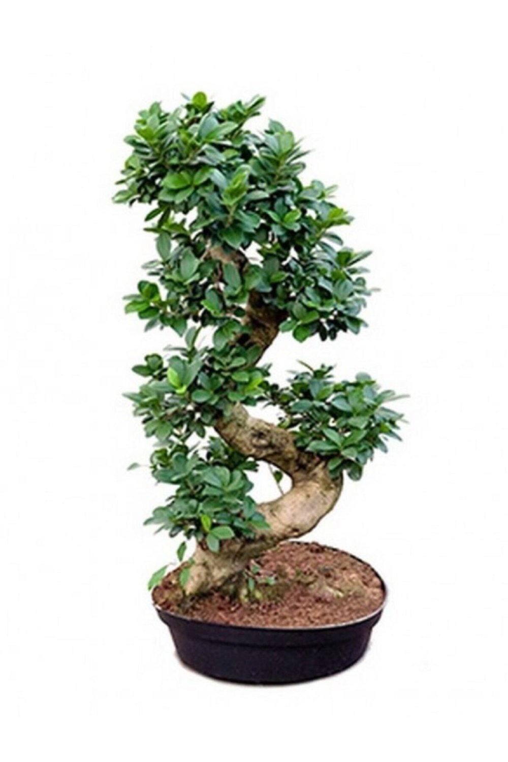 Bonzai Ağacı Bonsai S Gövde 80 90 Cm Ev Bitkisi Ofis Bitkisi Salon Bitkisi Iç Mekan Bitkisi Bonsai