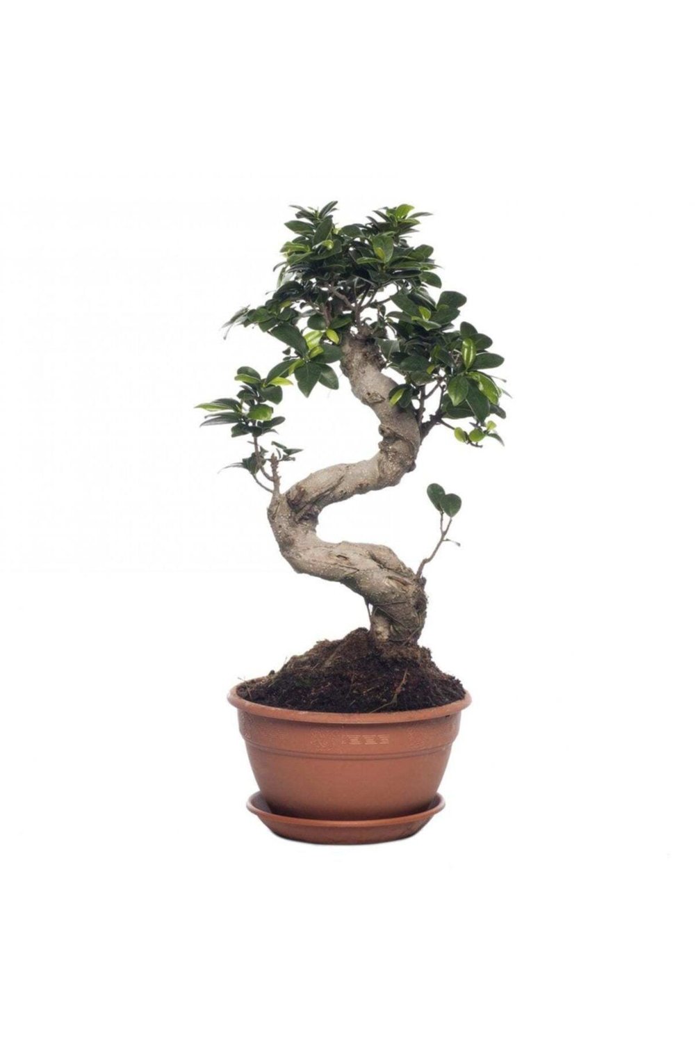 Bonzai Ağacı Bonsai S Gövde 90 110 Cm Ev Bitkisi Ofis Bitkisi Salon Bitkisi Iç Mekan Bitkisi Bonsai