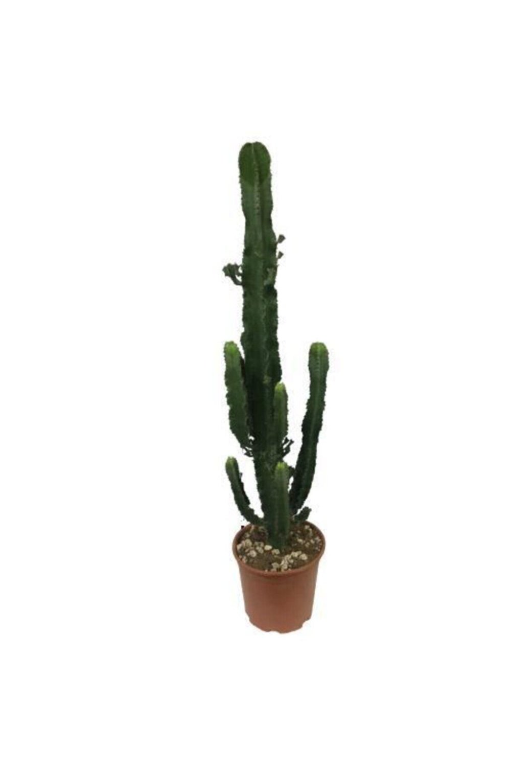 Büyük Boy Kovboy Kaktüs - Euphorbia Ingens (100 Cm)