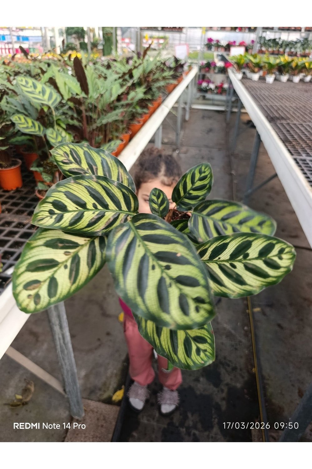 Calathea Makoyana Dua Çiçeği - Özel Formlu İthal Tropikal Bitki - Ev Ofis Hediyesi Canlı Çiçek