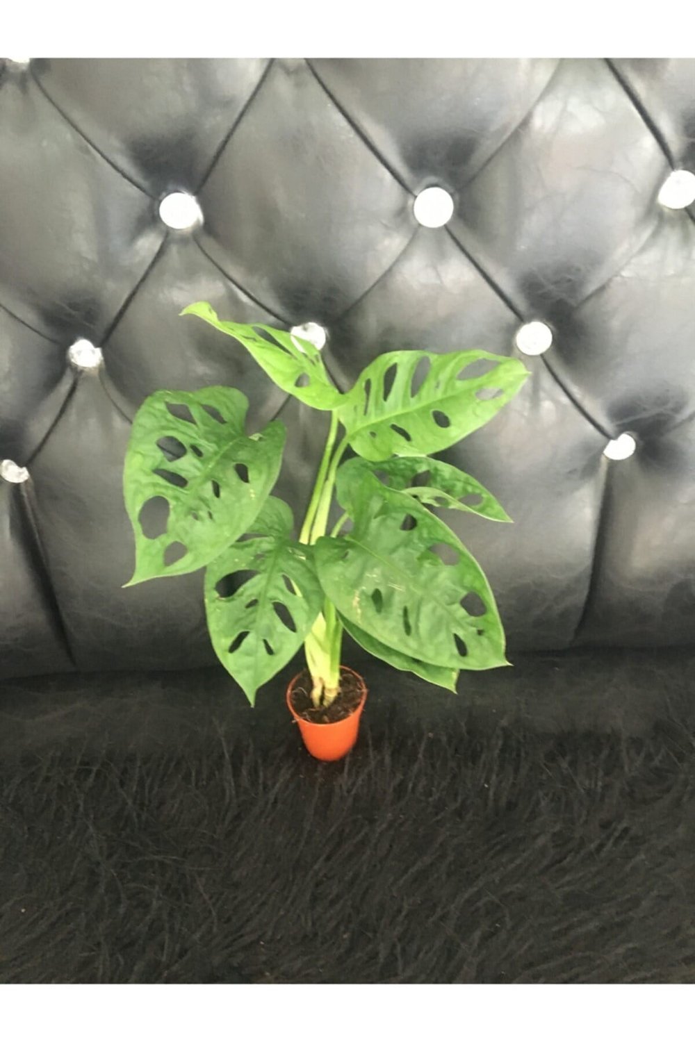 Canlı Deve Tabanı ( Monstera Monkey )
