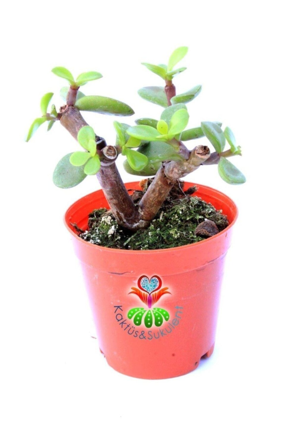 Carbon Temizleyici Bonsai, Portulacaria Afra- Minik Yeşil Yapraklı-bonsai-yeşim Ağacı-5,5 Cm Saksı