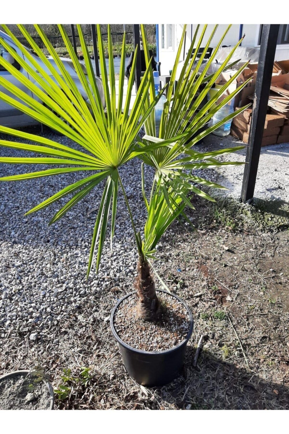 Chamaerops Excelsa Tüylü Palmiye 125 150 cm