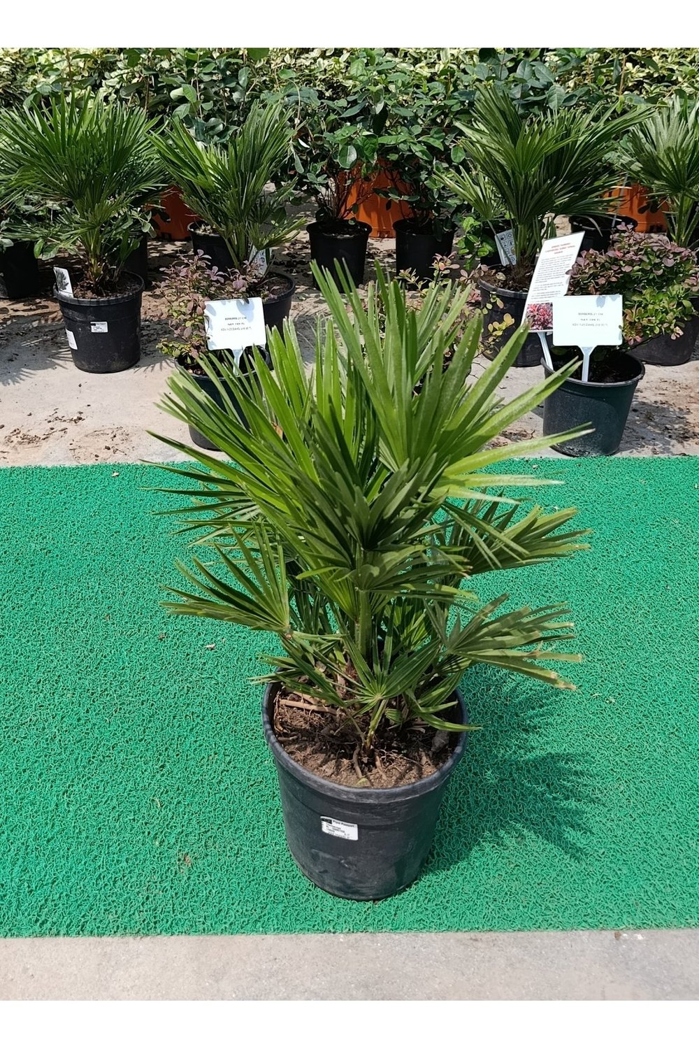 Chamaerops Humilis - Bodur Palmiye