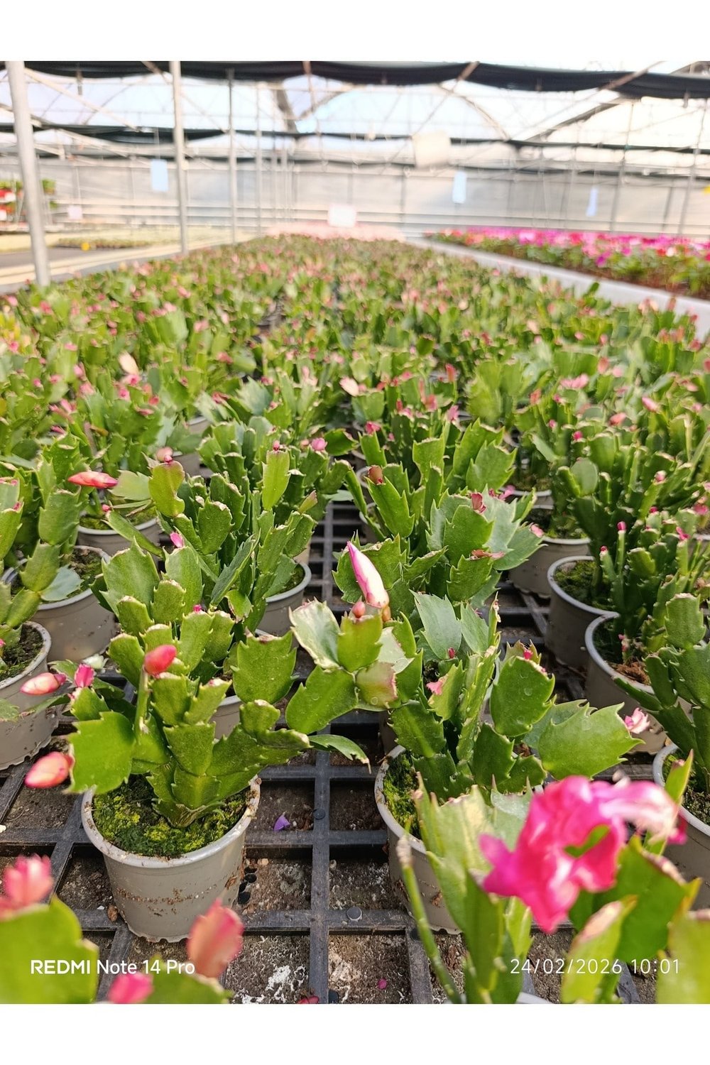 Çok Köklü Yılbaşı Çiçeği Canlı – Pembe Çiçekli Schlumbergera, Dekoratif Salon Saksı Bitkisi