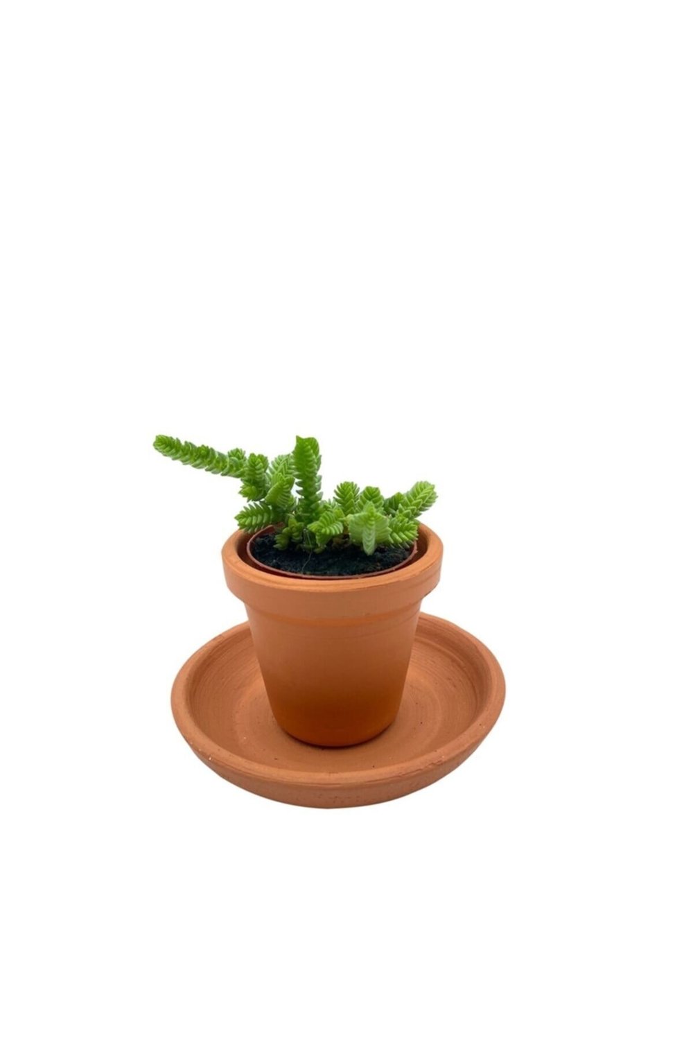 Crassula Muscosa Sukulent Toprak Saksılı