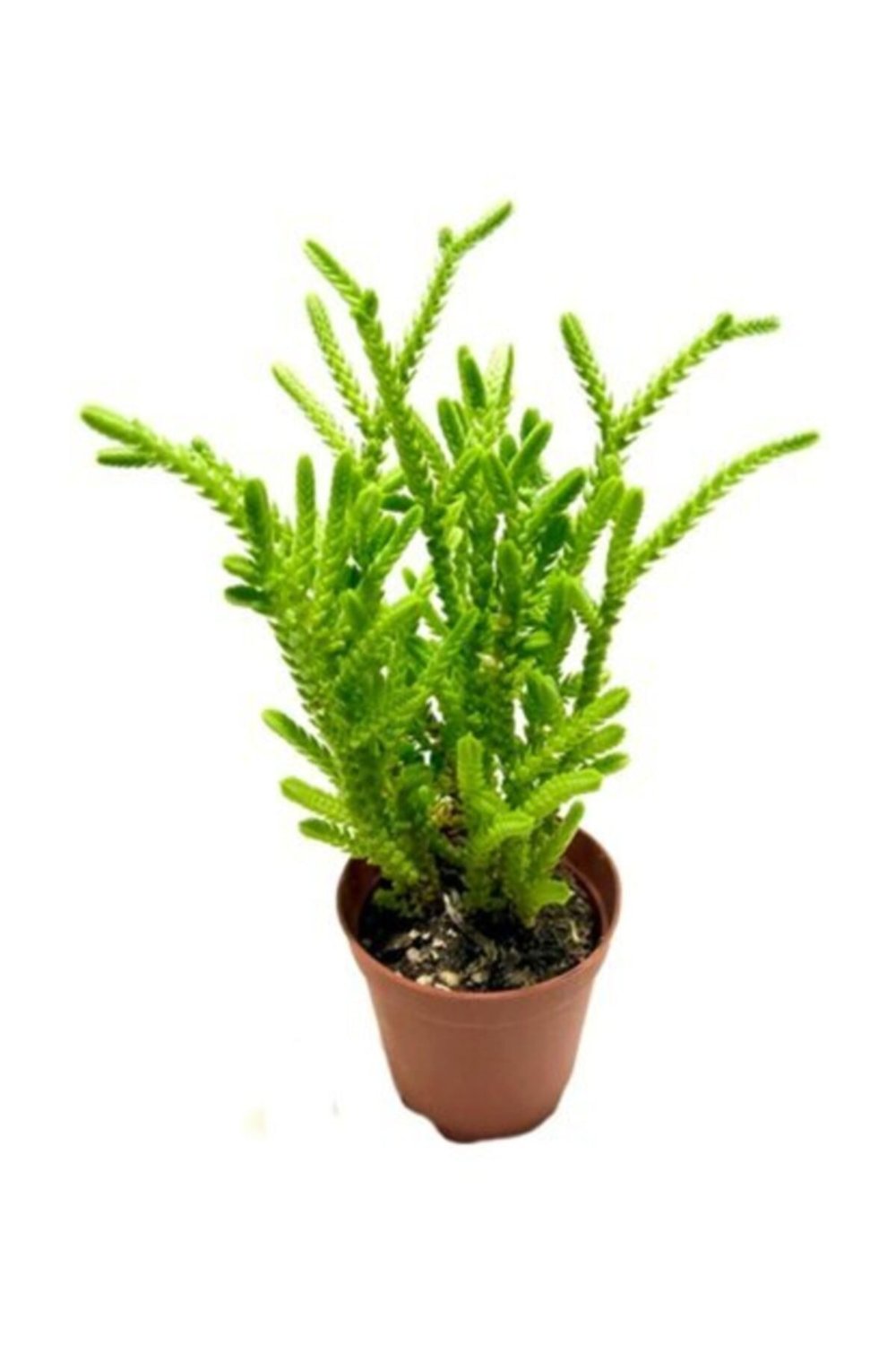 Crassula Muscosa Watch Succulent Prenses Çamı Sukulent Bitkisi 5,5 Cm Lik Saksı