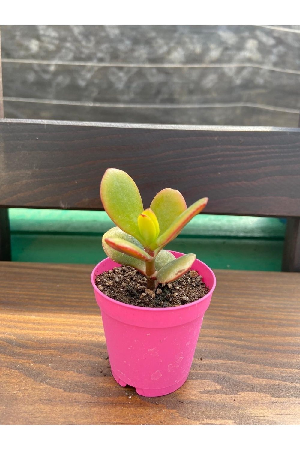 Crassula Ovata