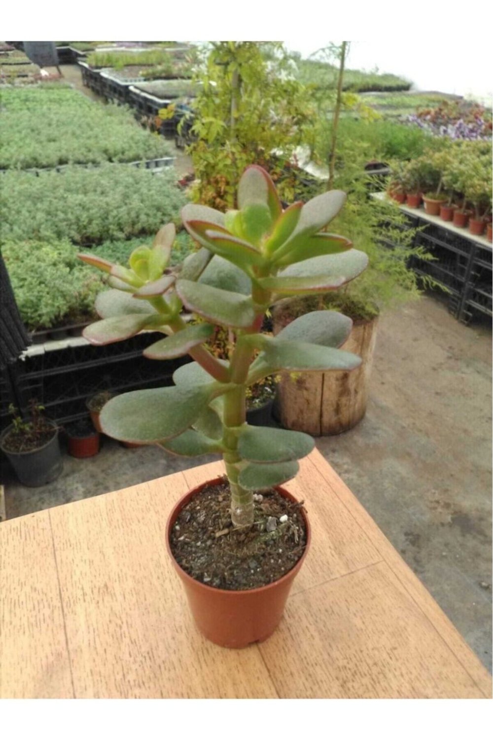 Crassula Ovata Sukulent Minima Jade Plant Para Ağacı 5,5 Cm Saksıda