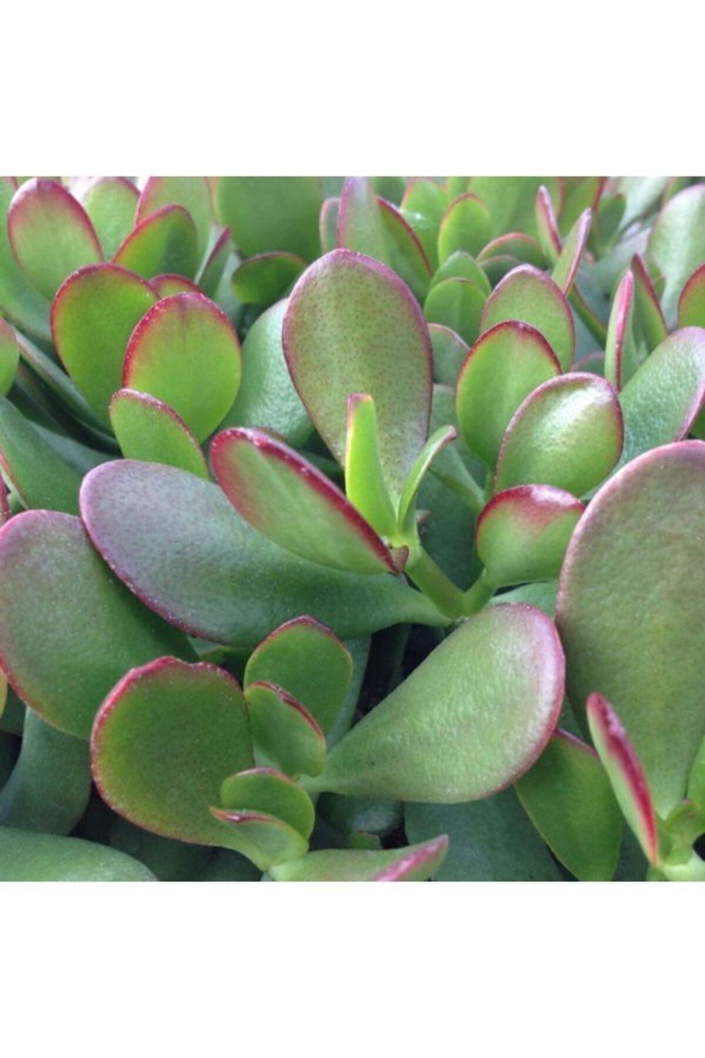Crassula Ovata Sukulent Tohumu