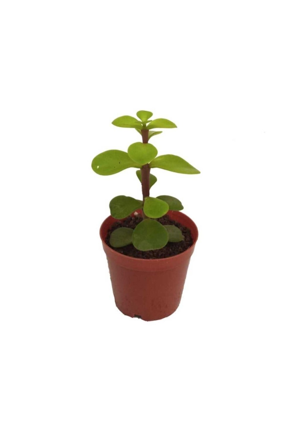 Crassula Portulacaria Afra  5,5 cm Saksıda