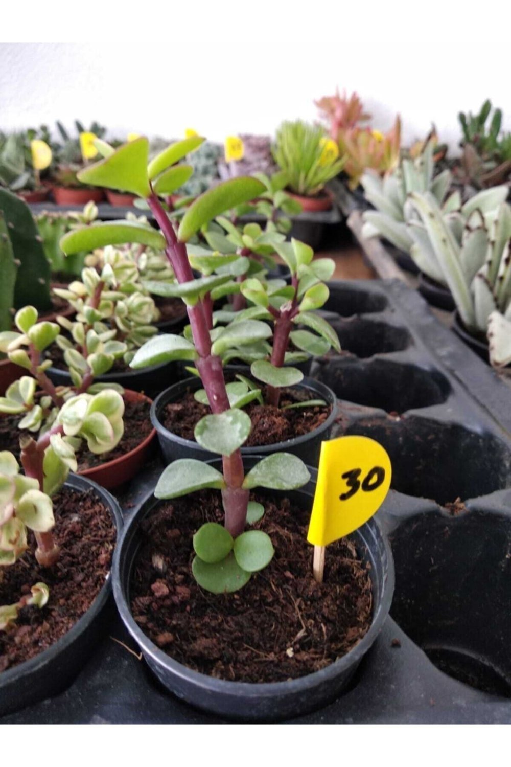 Crassula Portulacaria Afra Green Sukulent