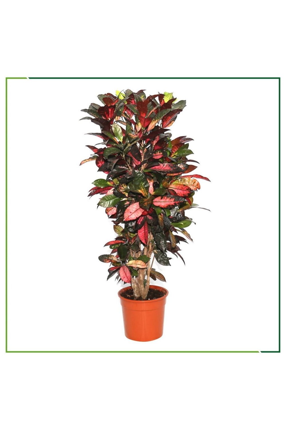 Croton Petra - 130 Cm Boyunda