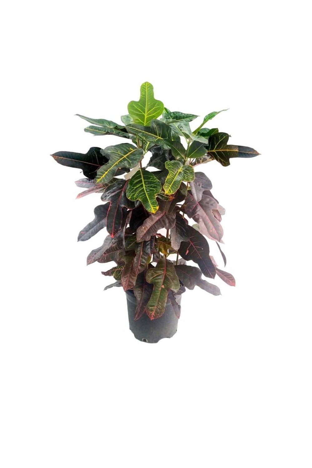 Croton Petra (21 Cm Saksıda)