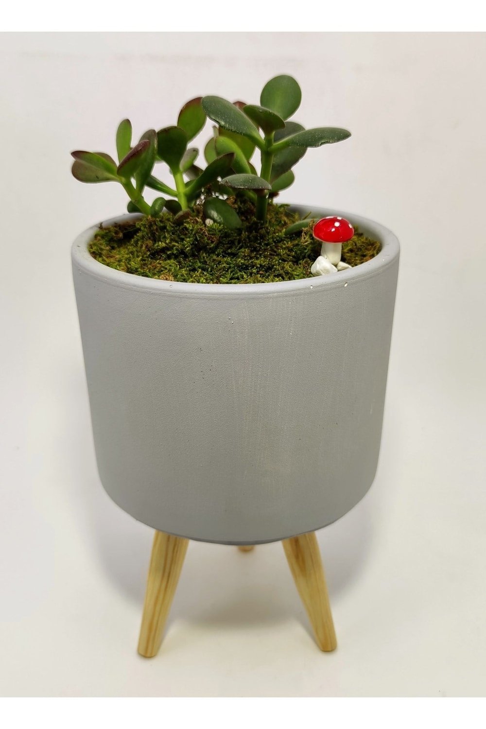 Dekoratif Desenli Saksıda Crassula