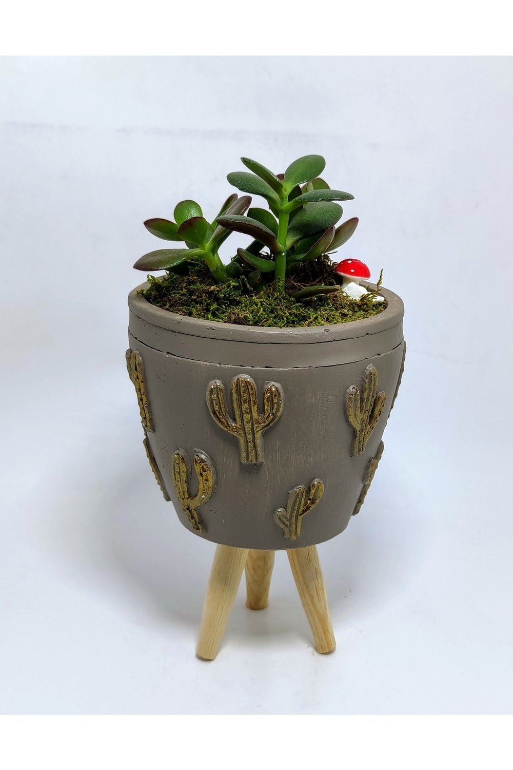 Dekoratif Desenli Saksıda Crassula