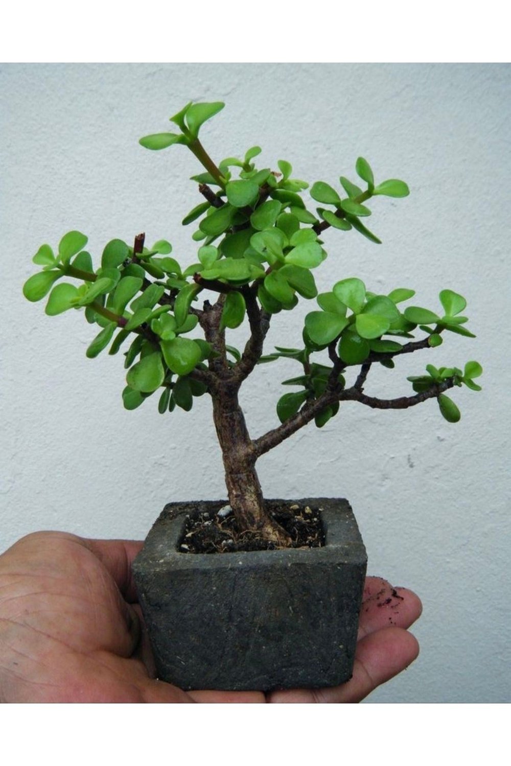 Dekoratif Saksıda Bonsai ara Çiçeği Afra Yeşim Ağacı
