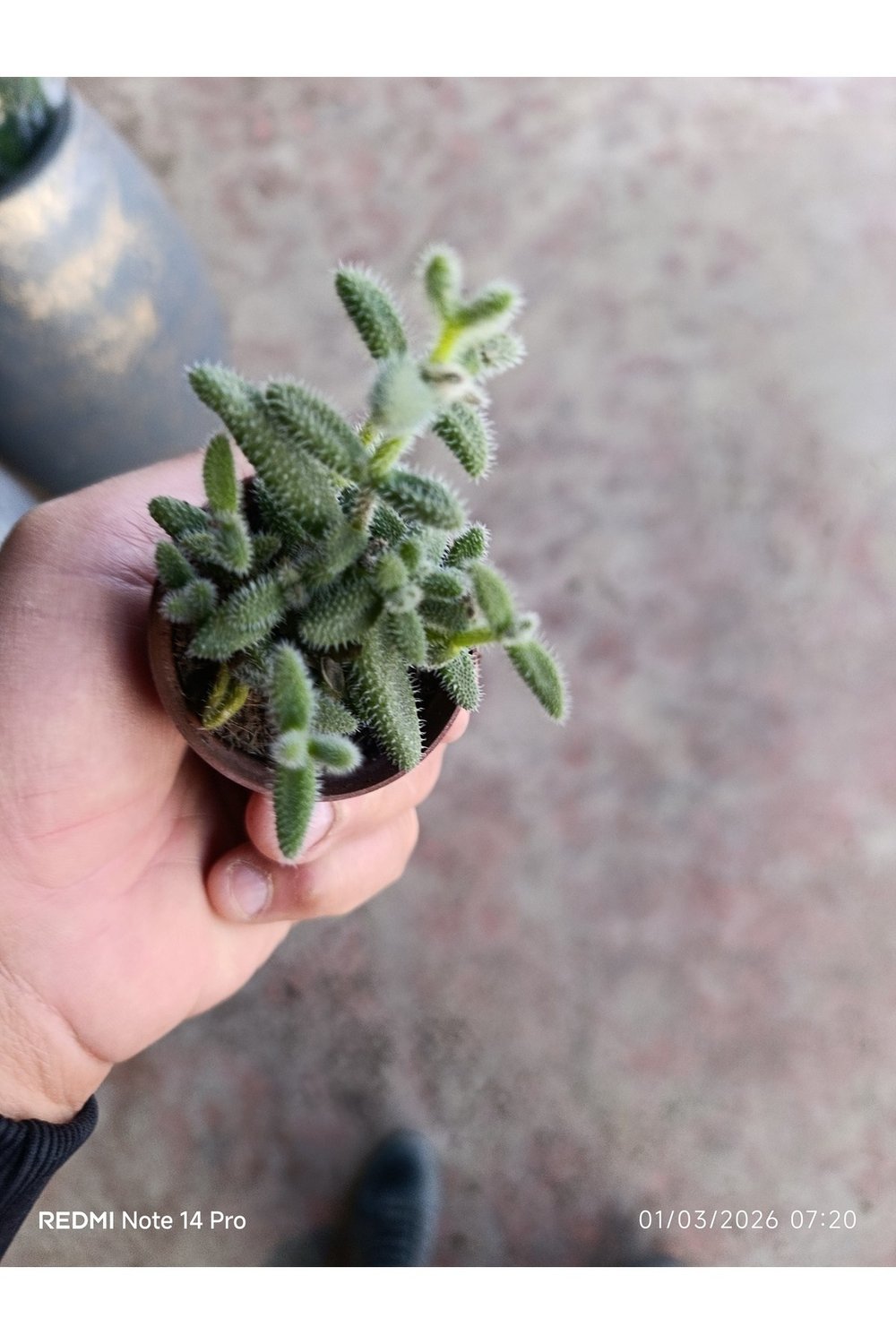 Delosperma Echinatum Tüylü Sukulent Turşu Otu