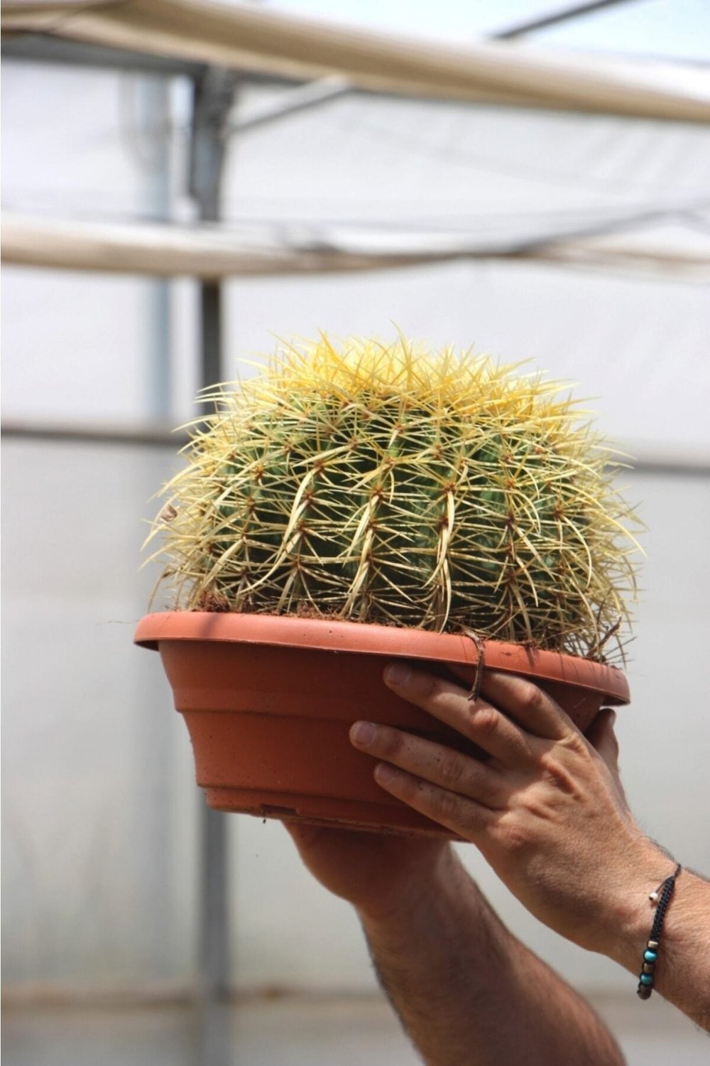 Dev Altın Fıçı Kaktüs 25-30 Cm