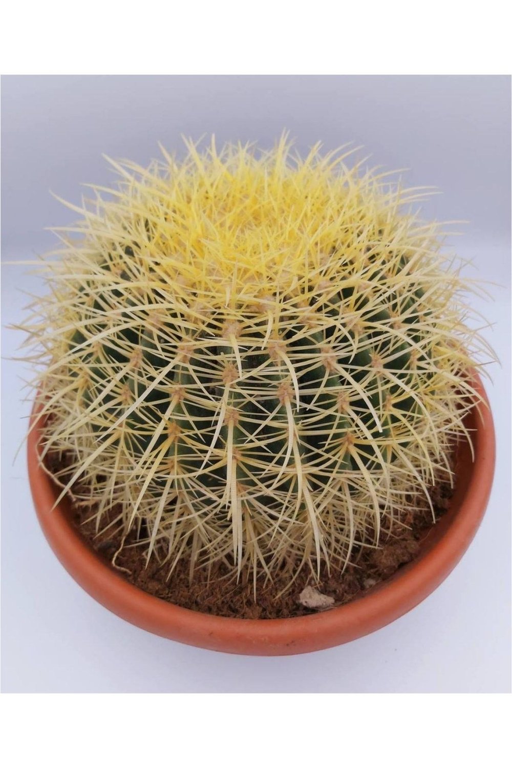 Dev Altın Fıçı Kaktüs 25-30 cm