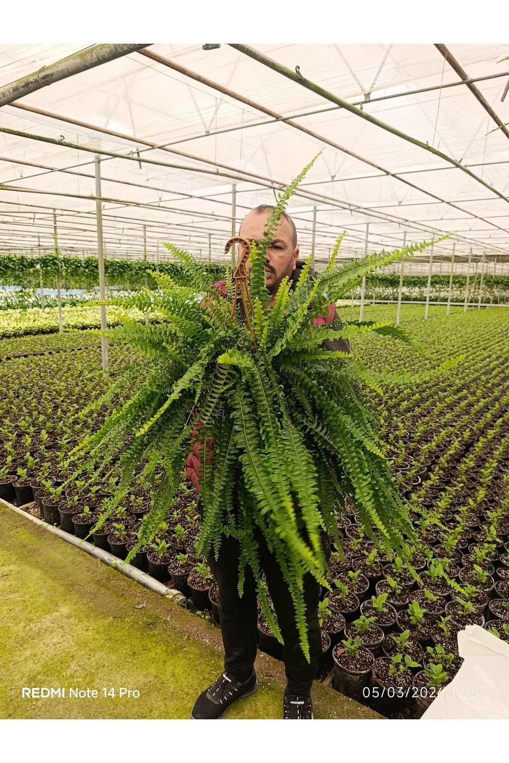Dev Boy Aşk Merdiveni Çiçeği - 60-100 cm Dolgun İthal Askılı Boston Fern Salon Bitkisi Fulyaprak