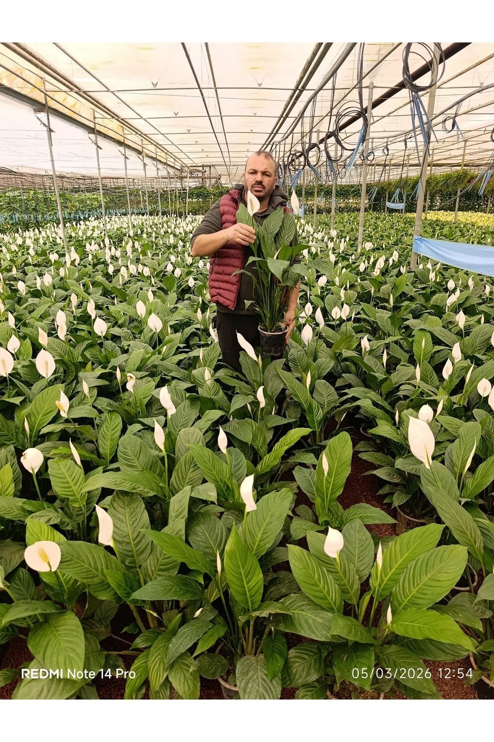 Dev Boy Barış Çiçeği 80-100 cm | İthal Spathiphyllum Yelken Çiçeği - Bol Çiçekli Canlı Salon Bitkisi