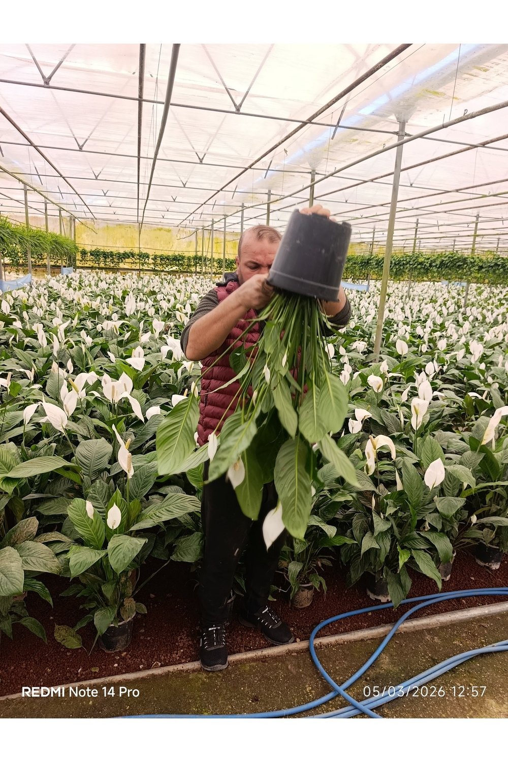 Dev Boy Barış Çiçeği Spathiphyllum Sensation - 100+ cm İthal Salon Bitkisi Ev Hediyesi Yelken Çiçeği