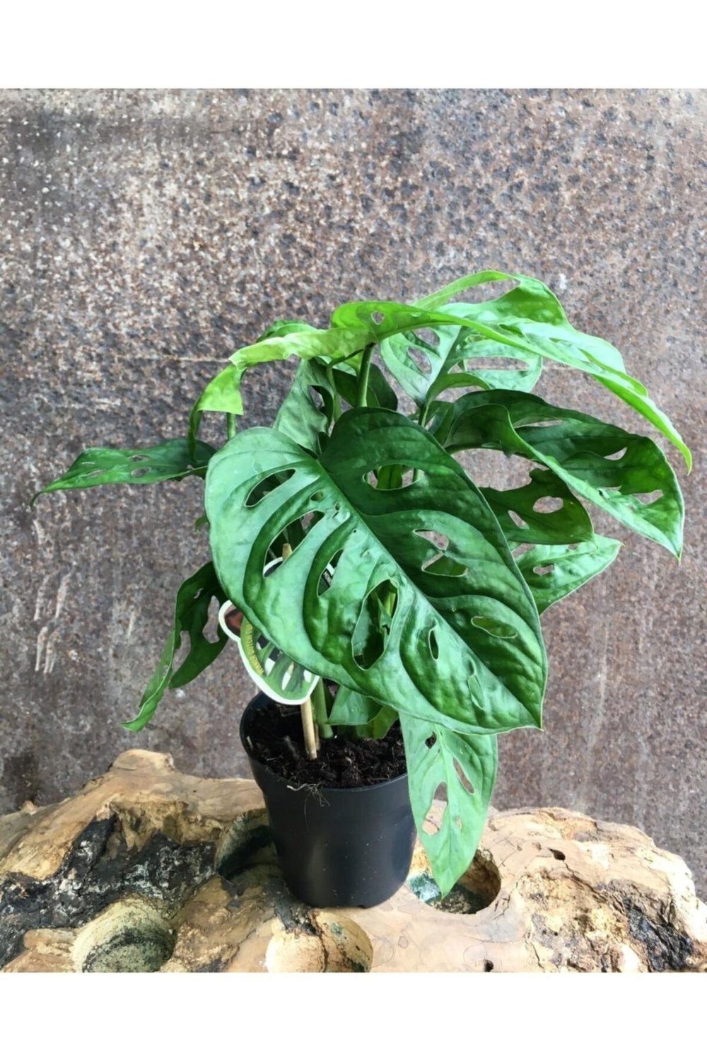 Deve Tabanı, Monstera Obliqua, Monstera Monkey, Delikli