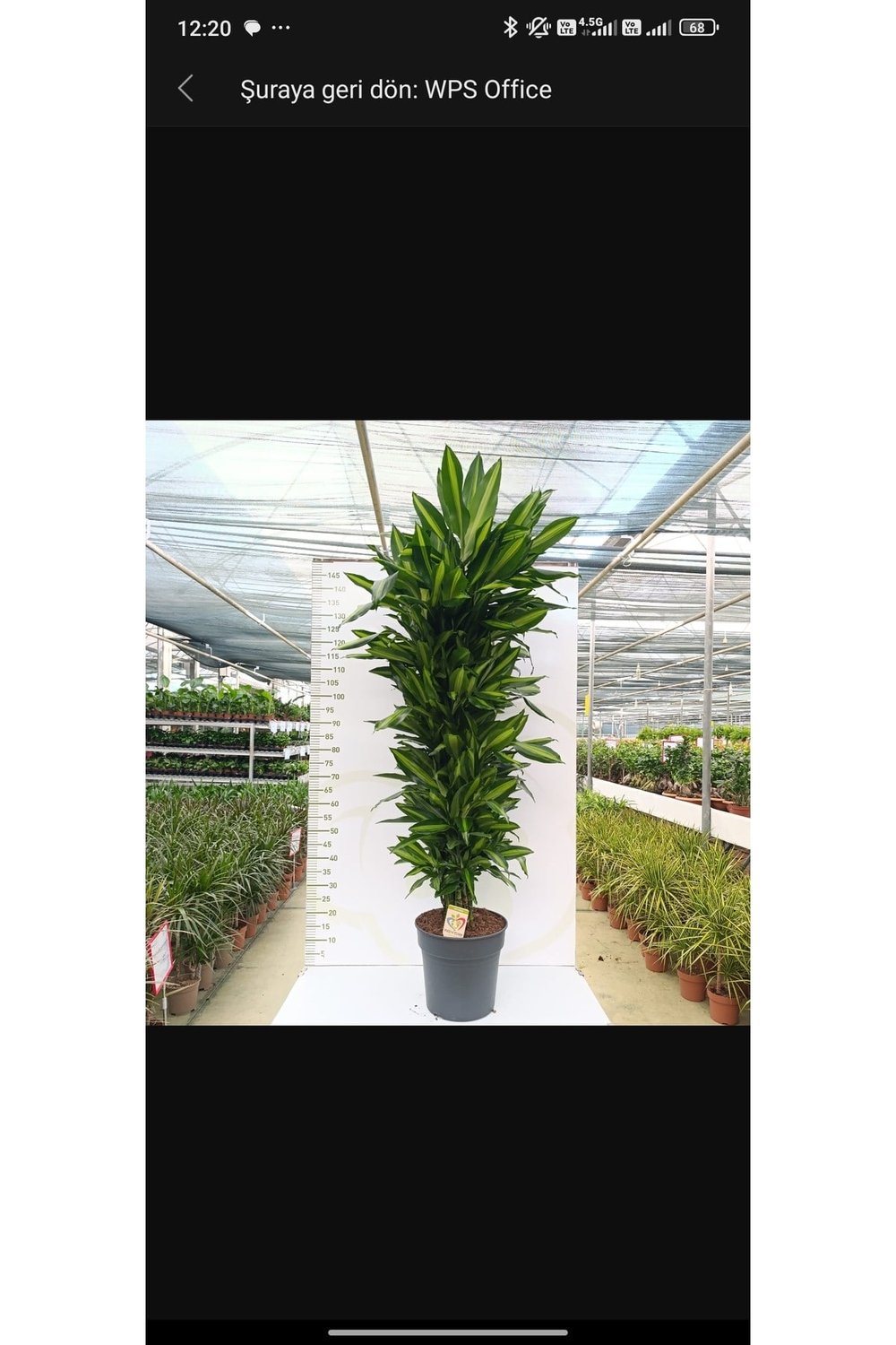 DRACAENA CINTHO MUSTISTAM Anaç ve büyük boy