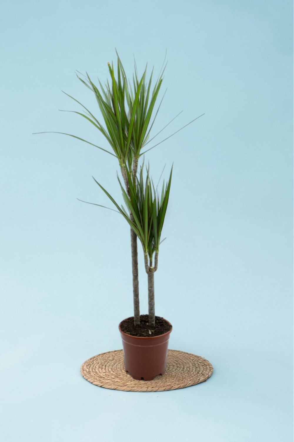 Dracaena Marginata Çift Gövde 90 - 110 cm Canlı Ev Bitkisi Ofis Bitkisi Salon Bitkisi İç Mekan