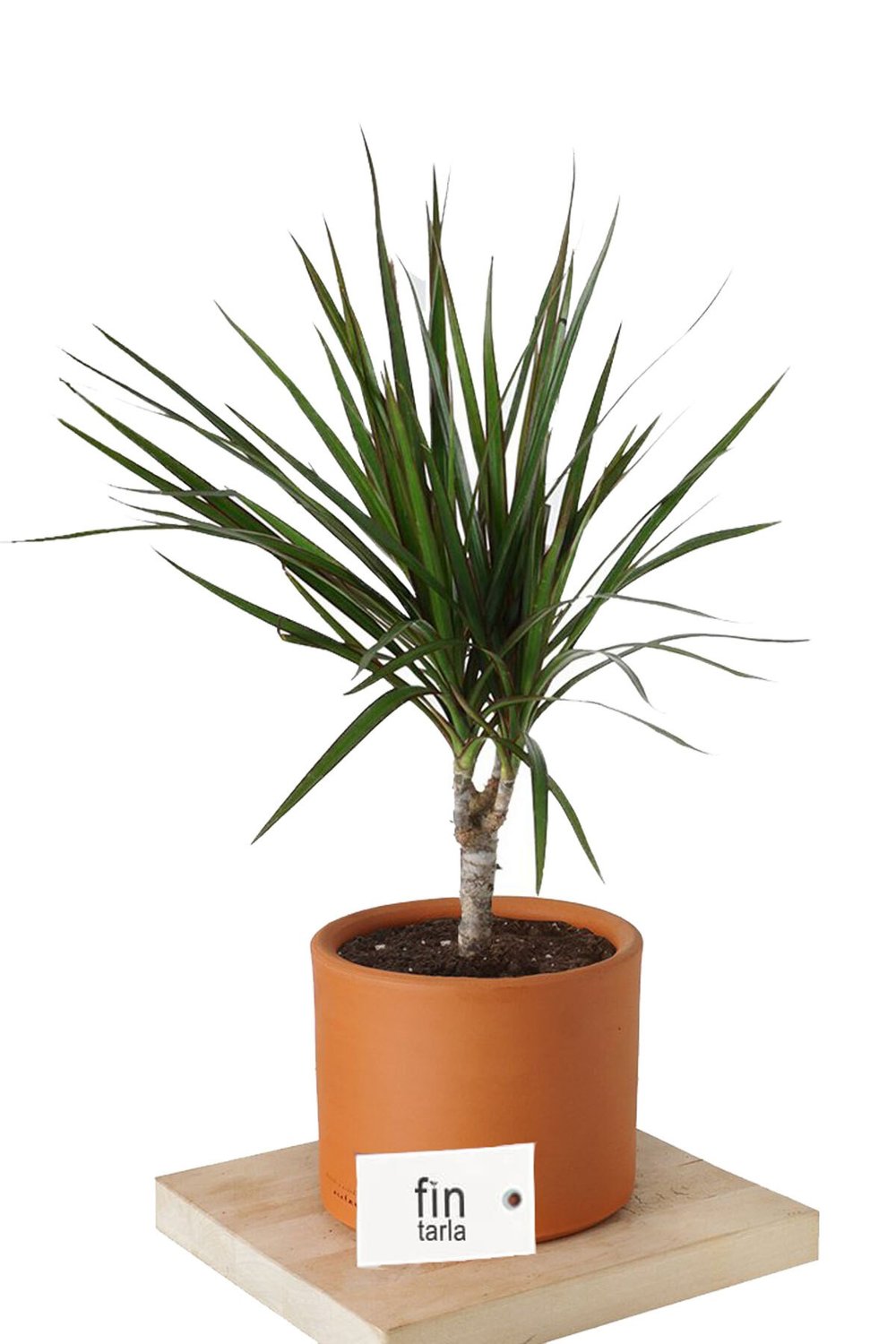 Dracaena Marginata Tek Gövdeli 50 - 60 Cm