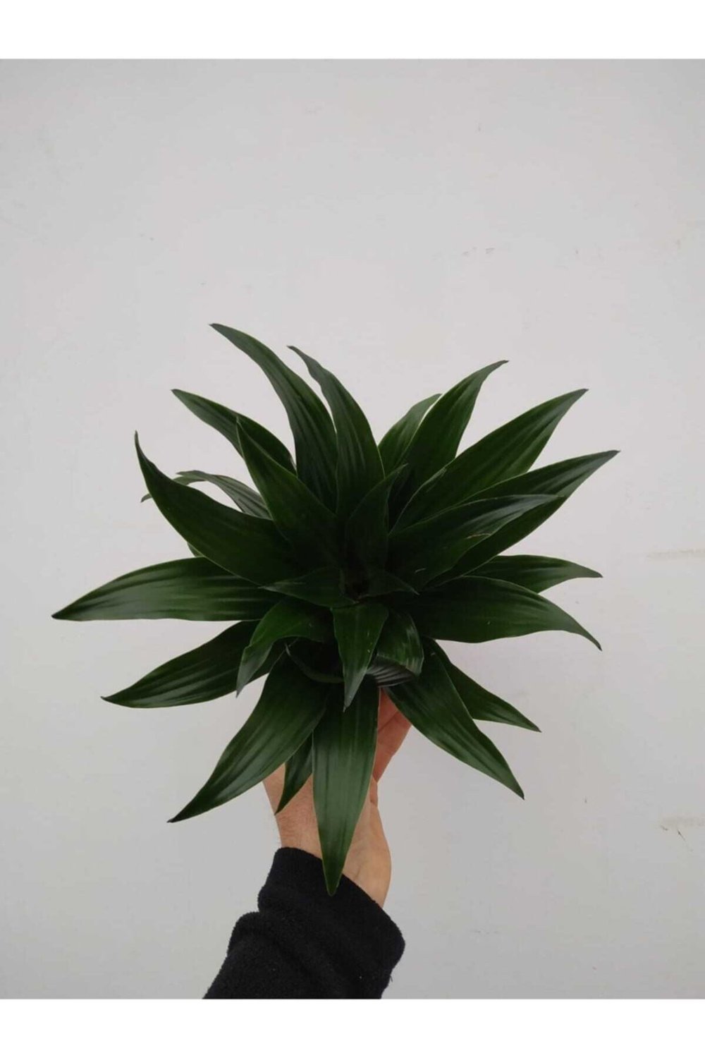 Dracana Compacta