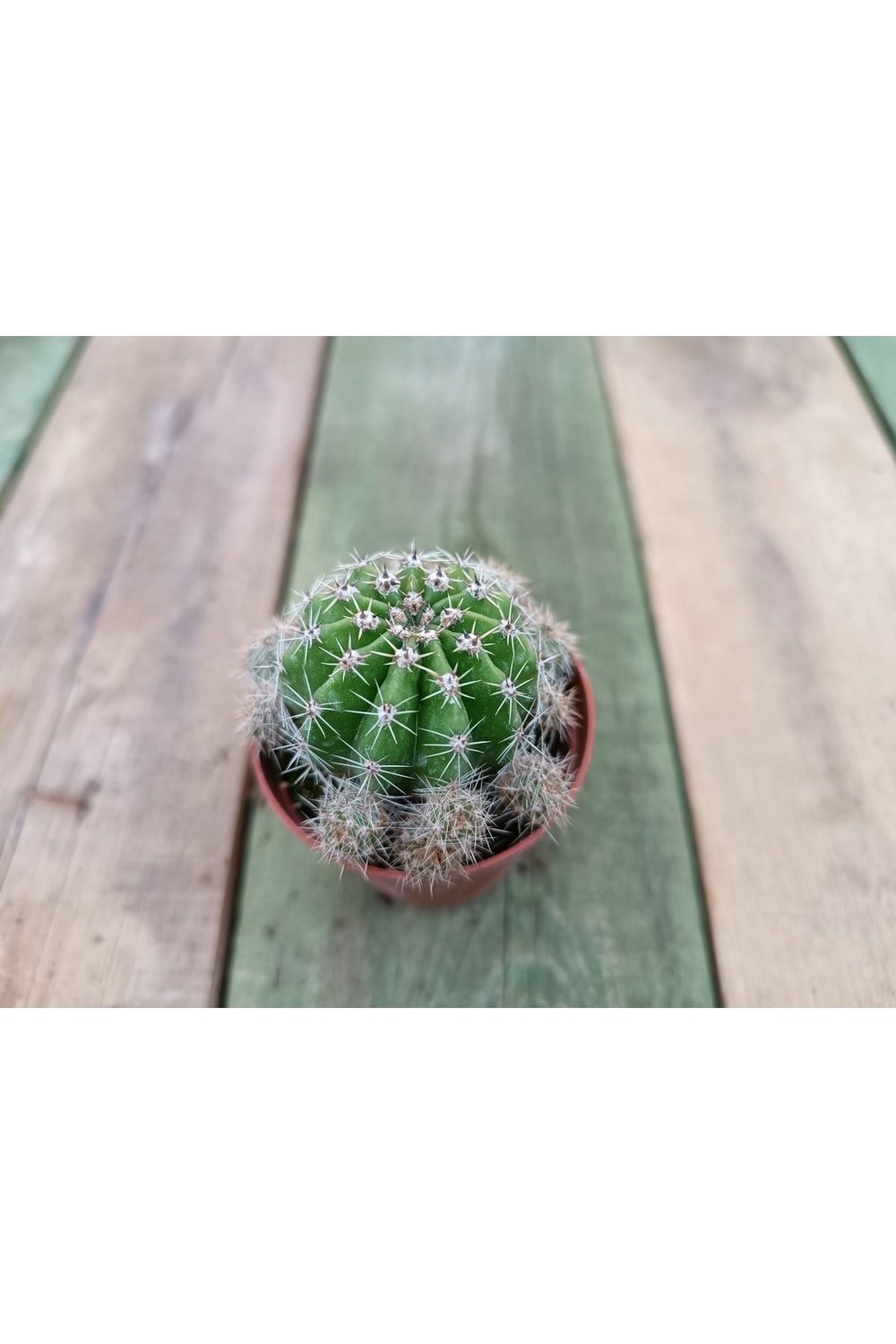Echinopsis Oxygona Kaynana Topuzu 5,5 Cm Saksılı Kaktüs