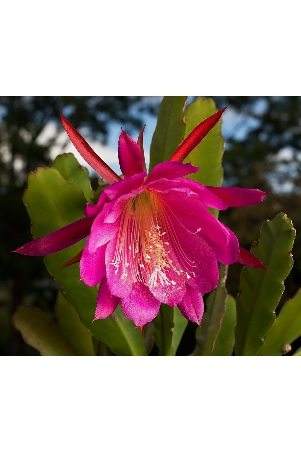 Epiphyllum Ackermanii - Atlas Çiçeği - Kırmızı Çiçek Açan Kaktüs 2 Adet