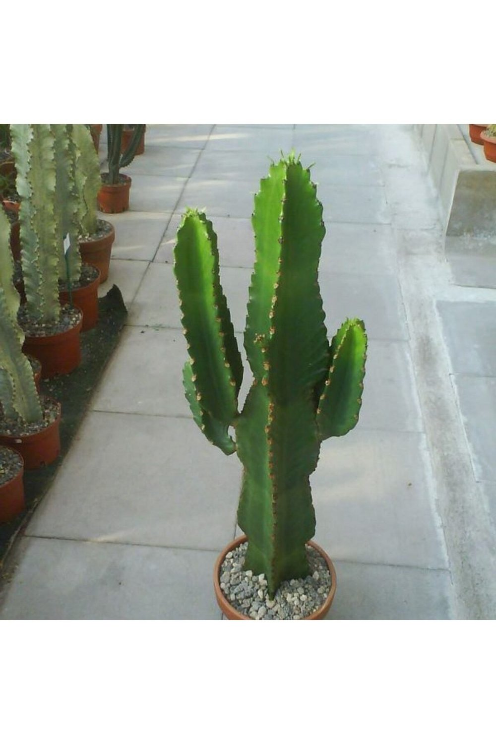 Euphorbia Ingens (candelabra Tree) Sukulent Tohumu