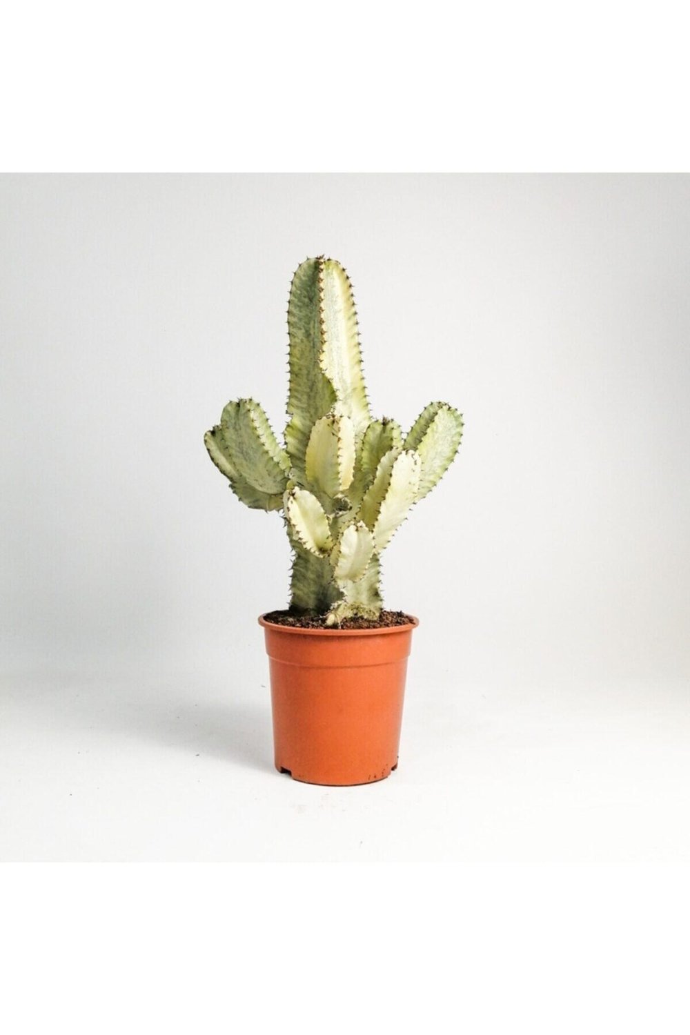 Euphorbia Ingens Variegata Marmorata Kaktüs 50-60cm
