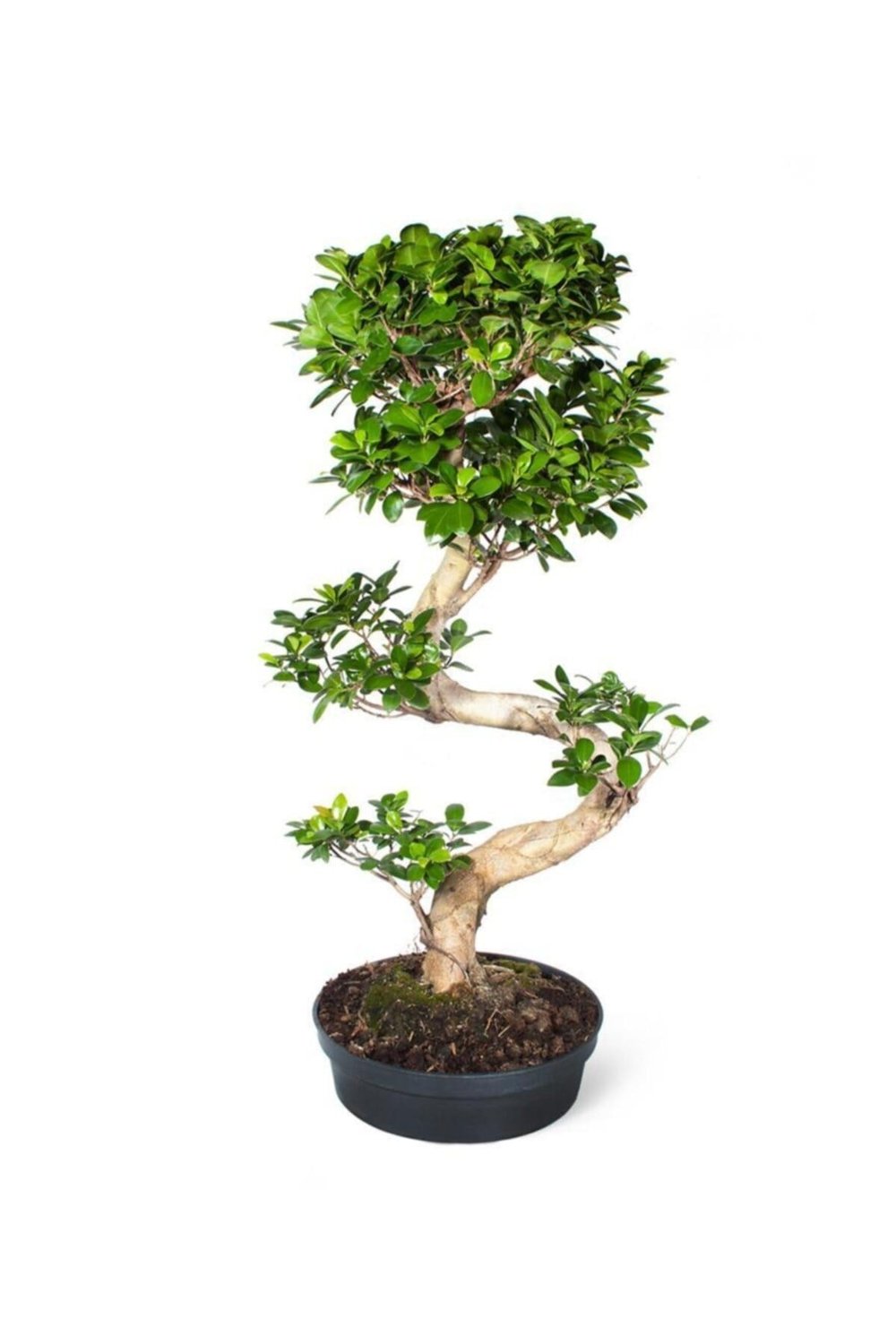 Ficus Bonsai (bonzai) Bitkisi S Gövdeli
