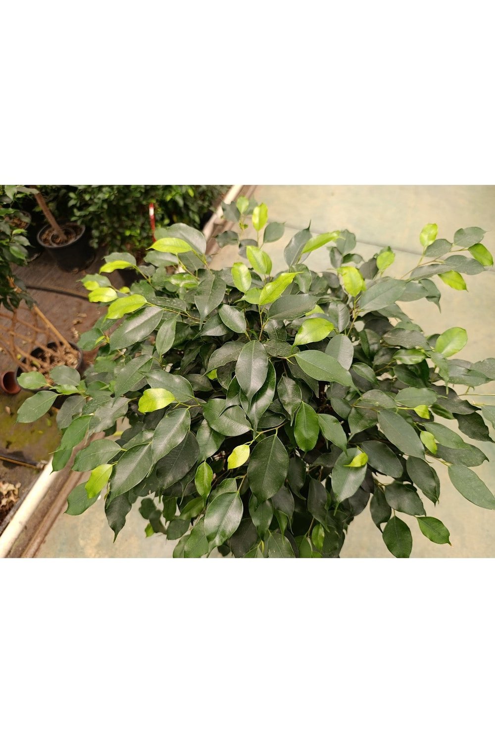 Ficus Sütun Örgü Bitkisi