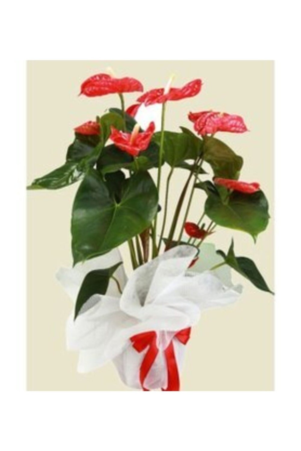 Flamingo Çiçeği Antoryum Anthurium & Kağıt Ambalajlı Saksıda Hediyelik Canlı Çiçek