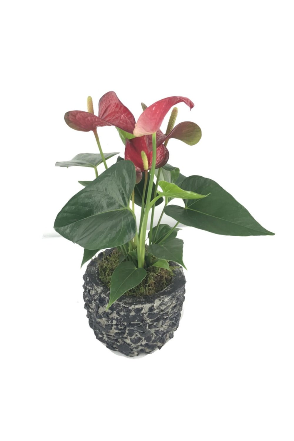 Flamingo Çiçeği Antoryum Anthurium & Siyah Magle Beton Saksıda Hediyelik Canlı Çiçek