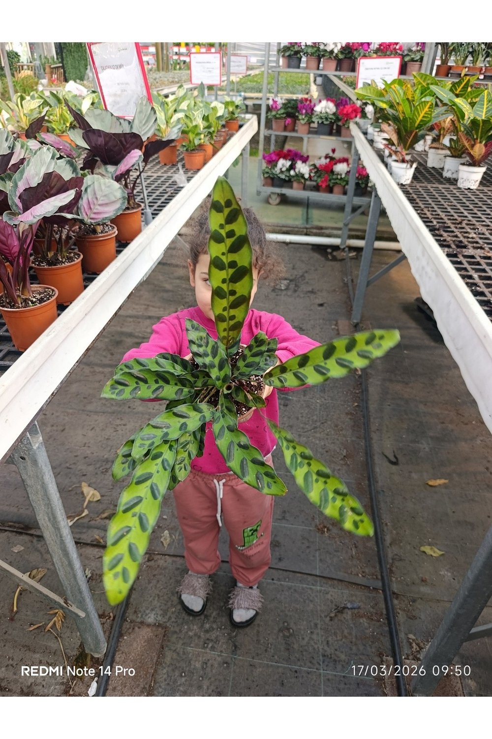 GÖZ ALICI Calathea Lancifolia - Özel Desenli Canlı Dua Çiçeği - Ev & Ofis Hediyesi
