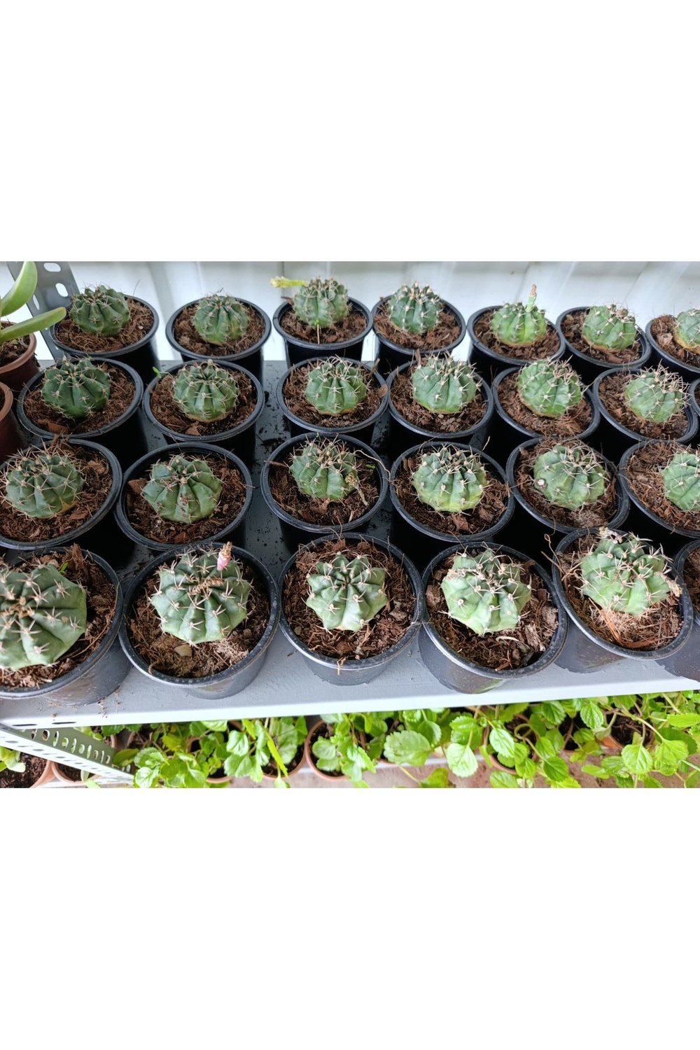 Gymnocalycium 10.5 cm Saksıda Özel Tür Kaktüs