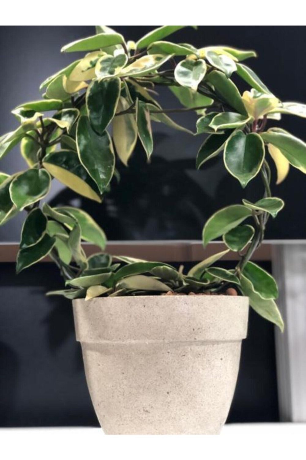 Hafif Beton Saksı Gül Krem (s) 18x16