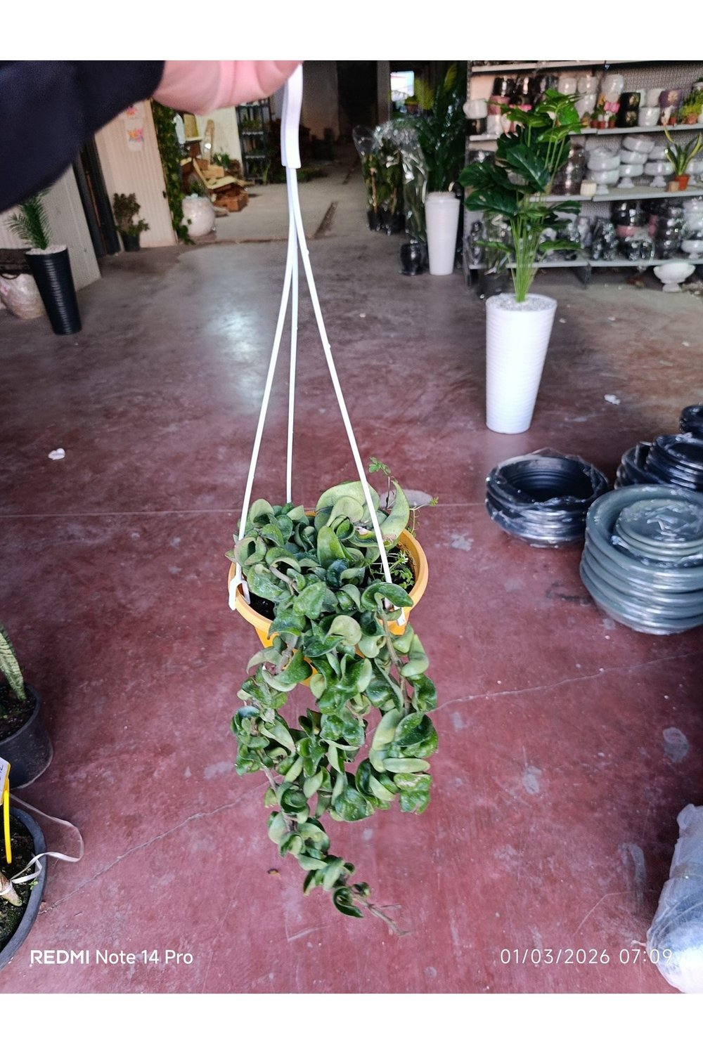 Hoya Carnosa Compacta Askılı Saksı Nadir Sarkıcı Mum Çiçeği kıvırcık yapraklı