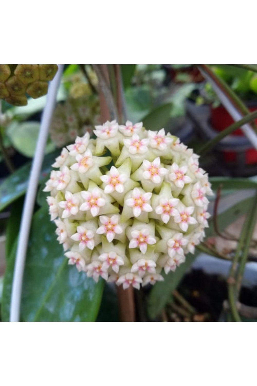 Hoya 'Snowflake Kar Tanesi Hoya Mum Çiçeği Fidanı
