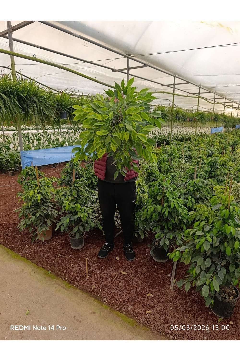 İthal Benjamin Ficus - Dev Boy 80-100cm - Dolgun Formlu Salon Çiçeği - Özel Stok