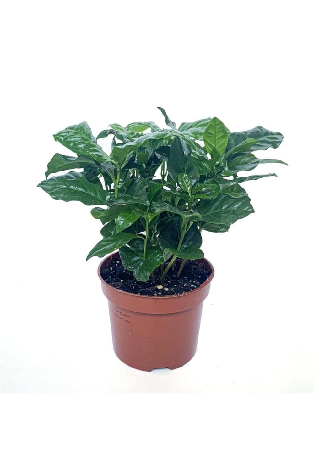 Kahve Ağacı Bitkisi - Coffea Arabica