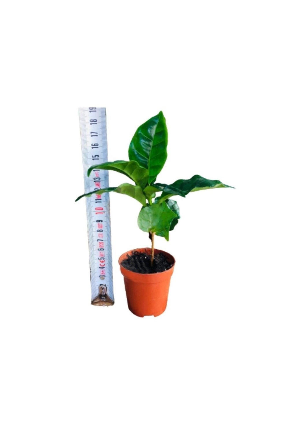 Kahve Fidanı Kahve Fidesi Kahve Ağacı Coffea Arabica Meyve Veren Cins 1adet