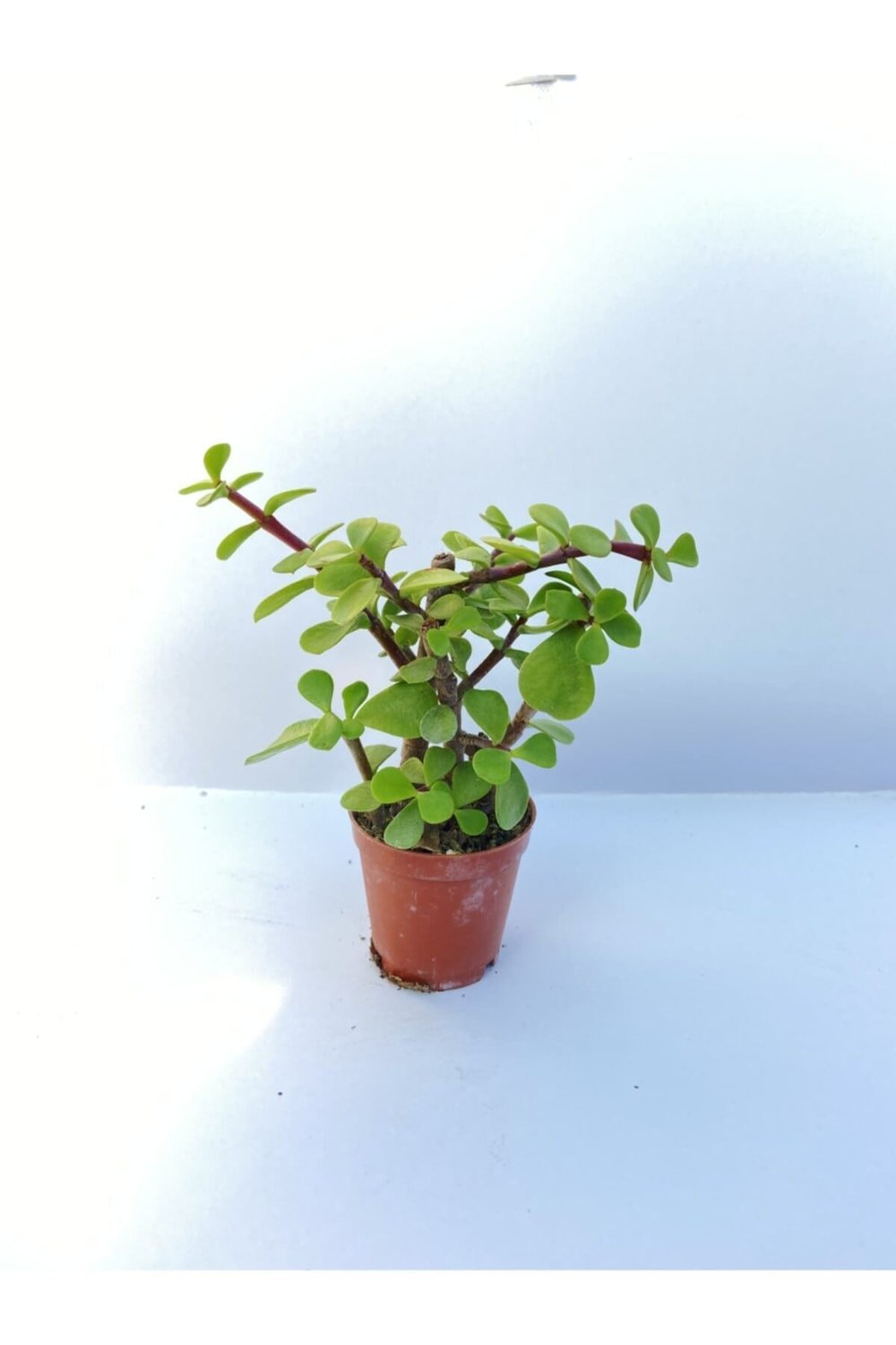 Kaktüs&sukulent Portulacaria Afra Diğer Adıyla Para Çiçeği